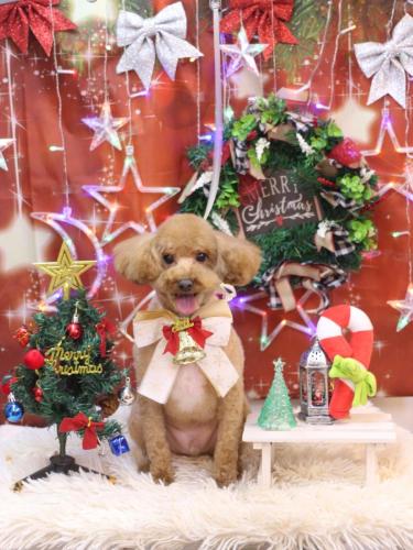 20231220サンくん